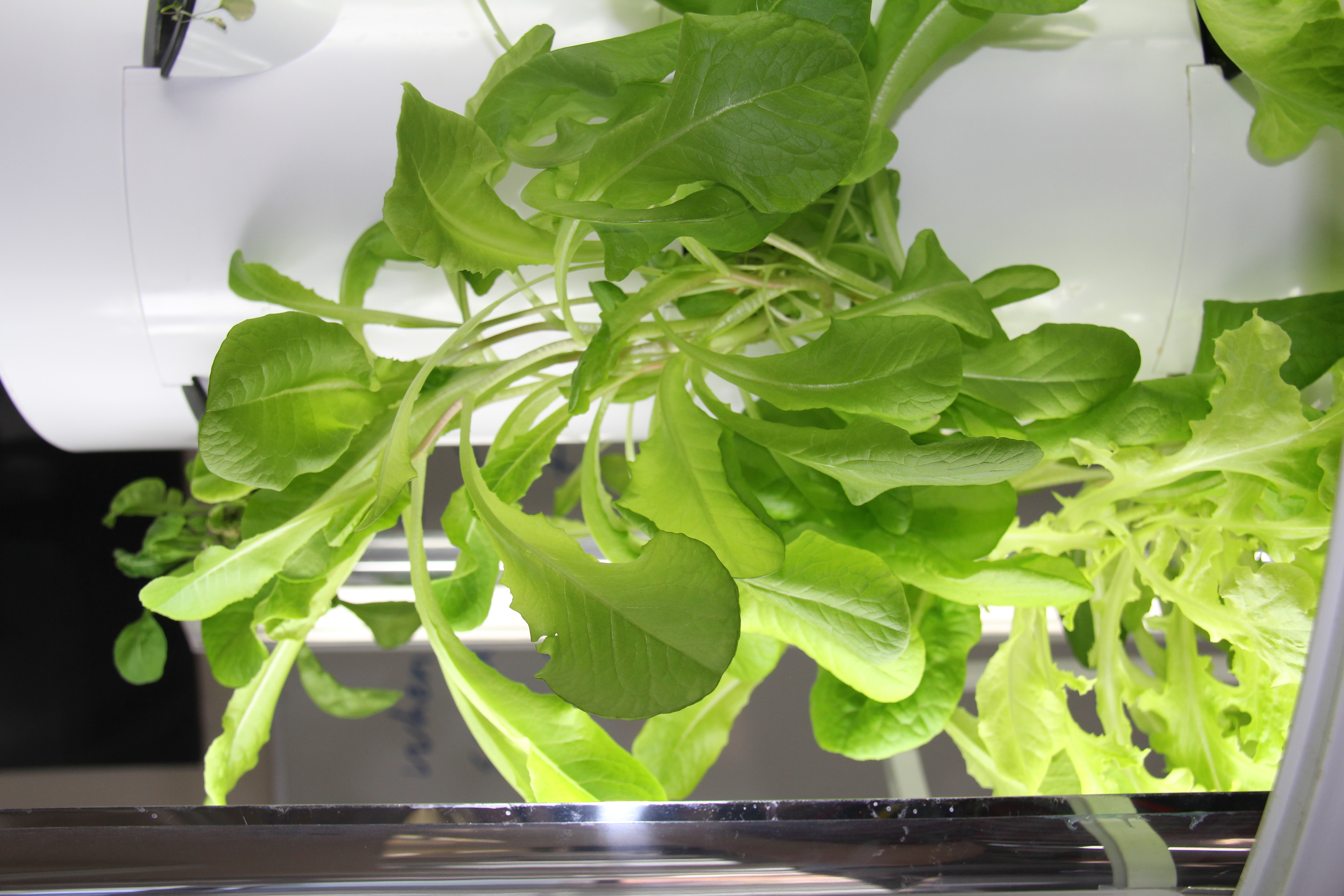 Roots 2 STEM