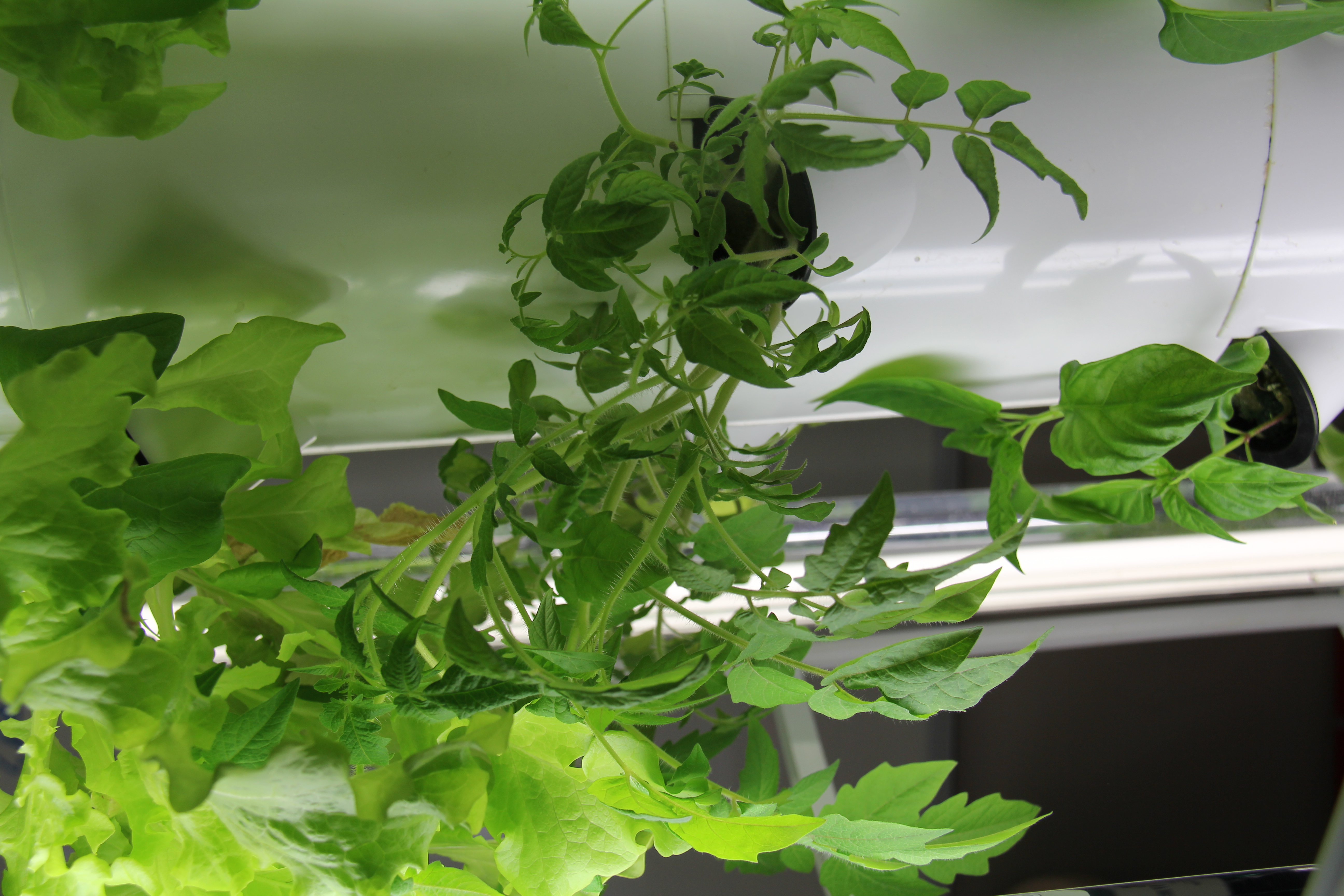Roots 2 STEM