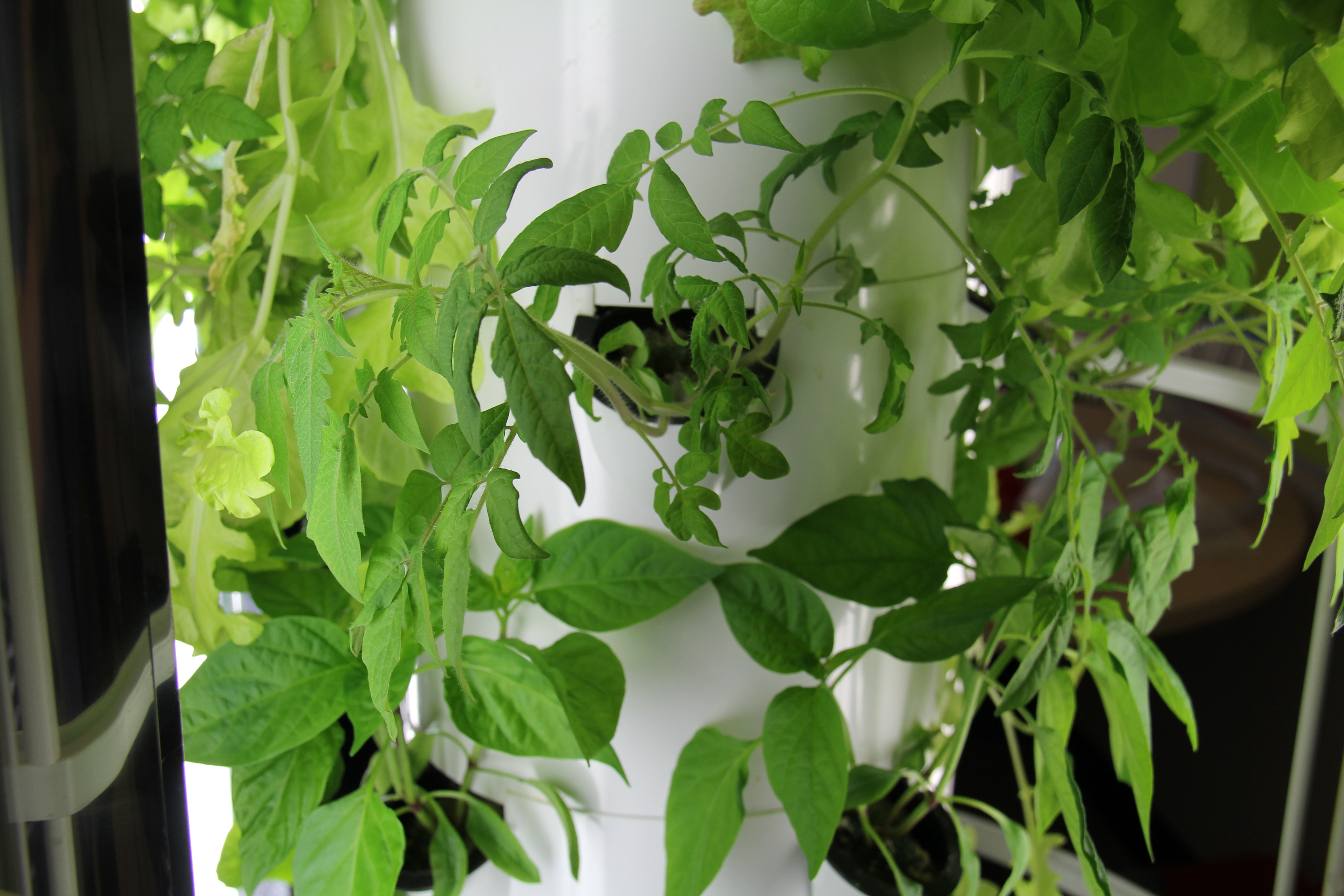 Roots 2 STEM